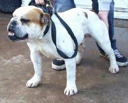 The front left side of a muscular, wide chested, white with brown Victorian Bulldog that is standing across a concrete surface. There is a person bending over behind the dog and grabbing its hind leg and leash. The dog's front legs are set wide apart and it has an underbite.
